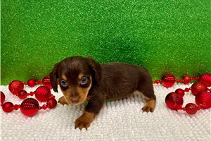 Boris - Dachshund, Mini for sale