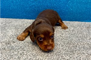 Talia - Dachshund, Mini for sale