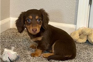Nadia - Mini Dachshund for sale