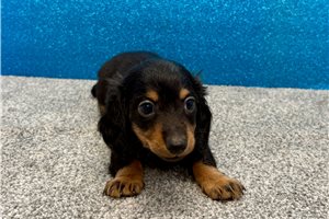 Rome - Mini Dachshund for sale