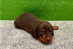 Pongo - puppy for sale