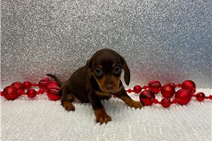 Betty - Dachshund, Mini for sale
