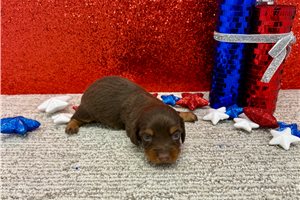 Stella - puppy for sale