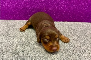 Talia - puppy for sale