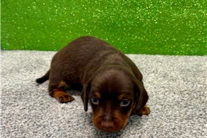 Pirate - puppy for sale