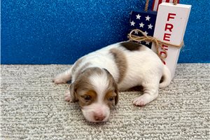 Victoria - Tweenie Dachshund for sale