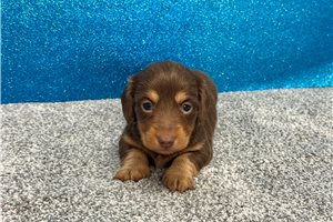 Nadia - puppy for sale