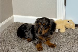 Renee - Dachshund, Mini for sale