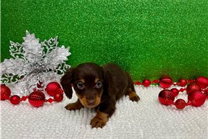 Brent - Dachshund, Mini for sale