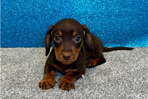 Plato - puppy for sale