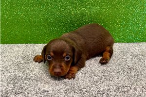 Plato - puppy for sale