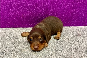 Todd - puppy for sale