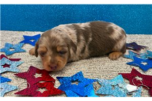 Violet - puppy for sale