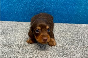 Todd - Dachshund, Mini for sale