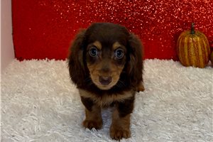 Titus - Mini Dachshund for sale