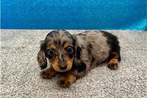 Renee - Dachshund, Mini for sale