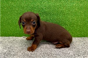 Pongo - Dachshund, Mini for sale