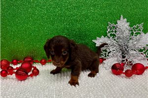 Benjamin - Dachshund, Mini for sale