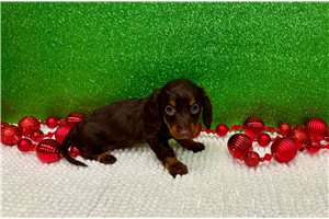 Barbie - Dachshund, Mini for sale