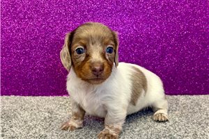 Trudy - Mini Dachshund for sale