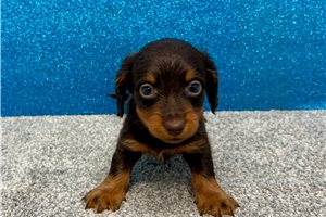 Peanut - Dachshund, Mini for sale