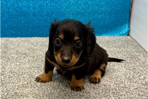 Rome - Mini Dachshund for sale