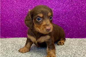 Talia - Dachshund, Mini for sale