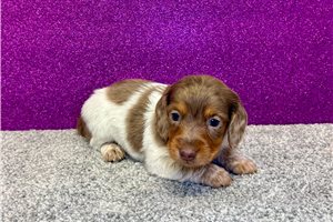 Tracker - Dachshund, Mini for sale