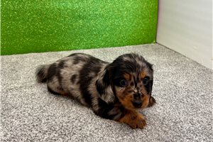 Nole - Dachshund, Mini for sale