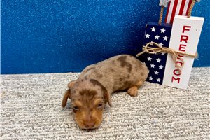 Scarlett - Tweenie Dachshund for sale