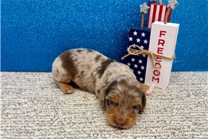 Valor - puppy for sale