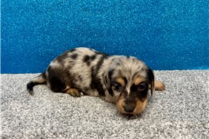 Nivea - puppy for sale