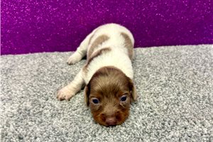 Trudy - puppy for sale