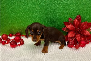 Blaire - Dachshund, Mini for sale