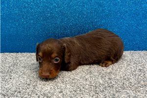Titus - Dachshund, Mini for sale
