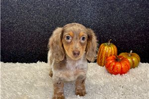 Tracker - Mini Dachshund for sale