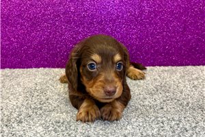 Todd - Dachshund, Mini for sale
