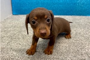 Pirate - Mini Dachshund for sale