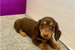 Nadia - Dachshund, Mini for sale