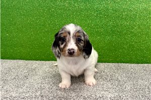 Nora - Dachshund, Mini for sale