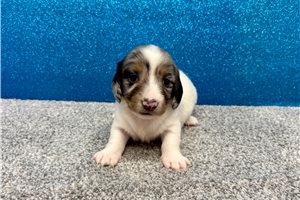 Nora - Dachshund, Mini for sale