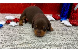 Silas - Tweenie Dachshund for sale