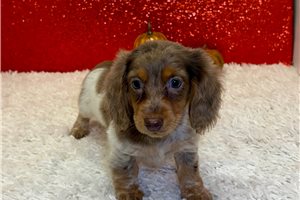 Tracker - Mini Dachshund for sale