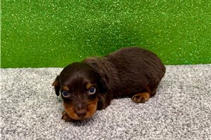 Peanut - puppy for sale