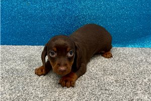 Pongo - Dachshund, Mini for sale