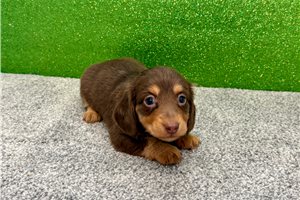 Nadia - Dachshund, Mini for sale