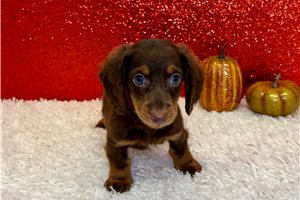 Todd - Mini Dachshund for sale