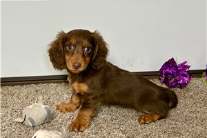 Talia - Mini Dachshund for sale