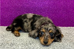 Renee - Dachshund, Mini for sale