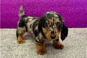 Nole - Dachshund, Mini for sale